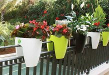 Các loại cây cảnh có tác dụng hóa giải phong thủy ở ban công