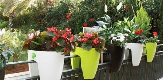 Các loại cây cảnh có tác dụng hóa giải phong thủy ở ban công