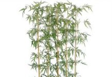 Tre trong phong thủy Tre trong phong thủy