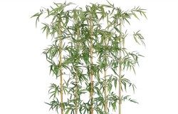 Tre trong phong thủy Tre trong phong thủy